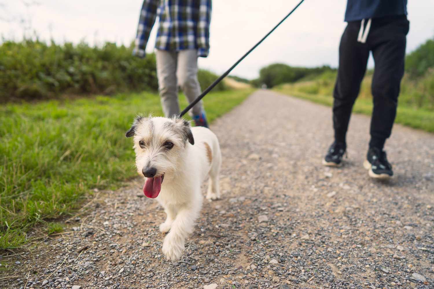 Dog enjoying a walk